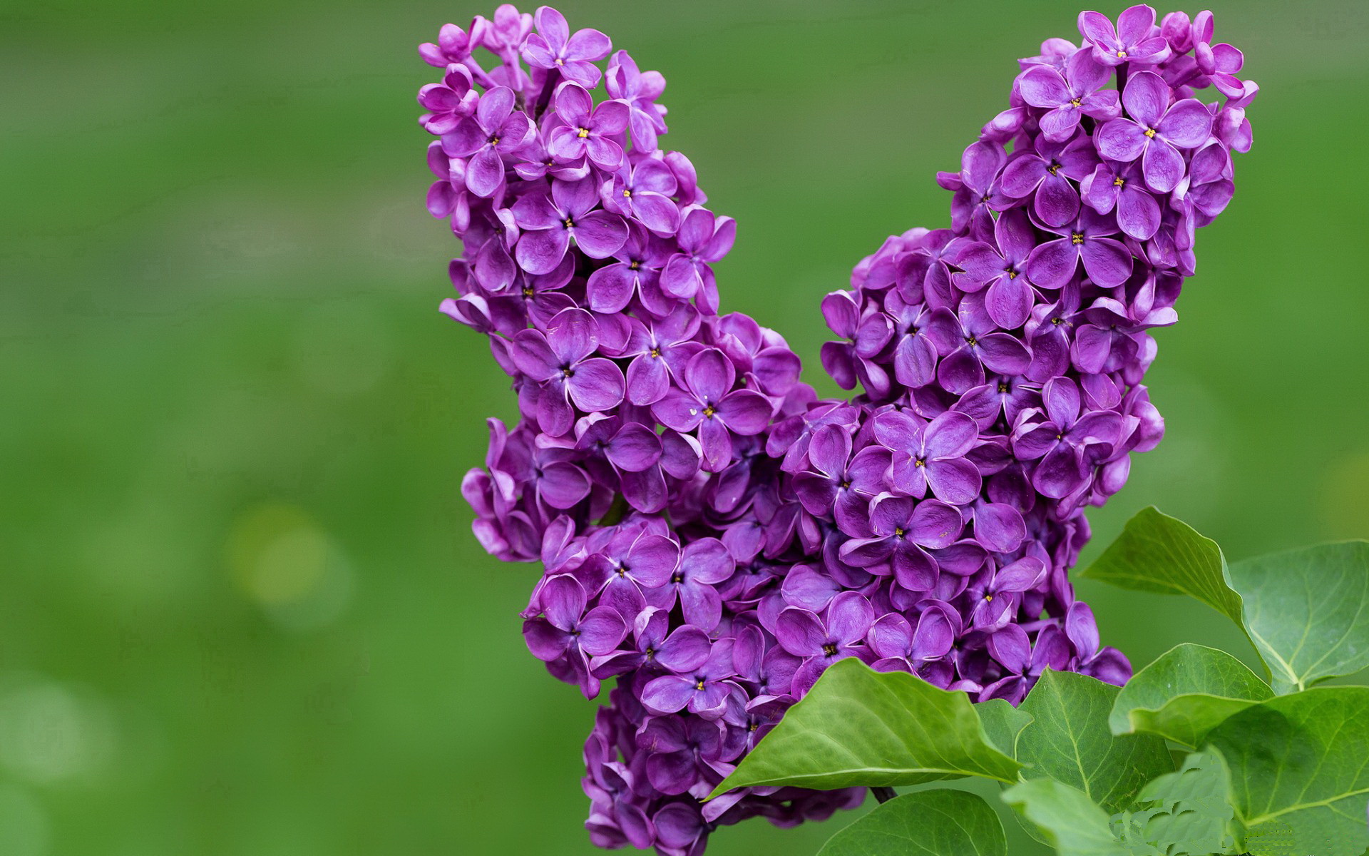 开云官网-千度熔炉中的冰火淬炼，记年度焦点之战武切维奇压力下的涅槃爆发