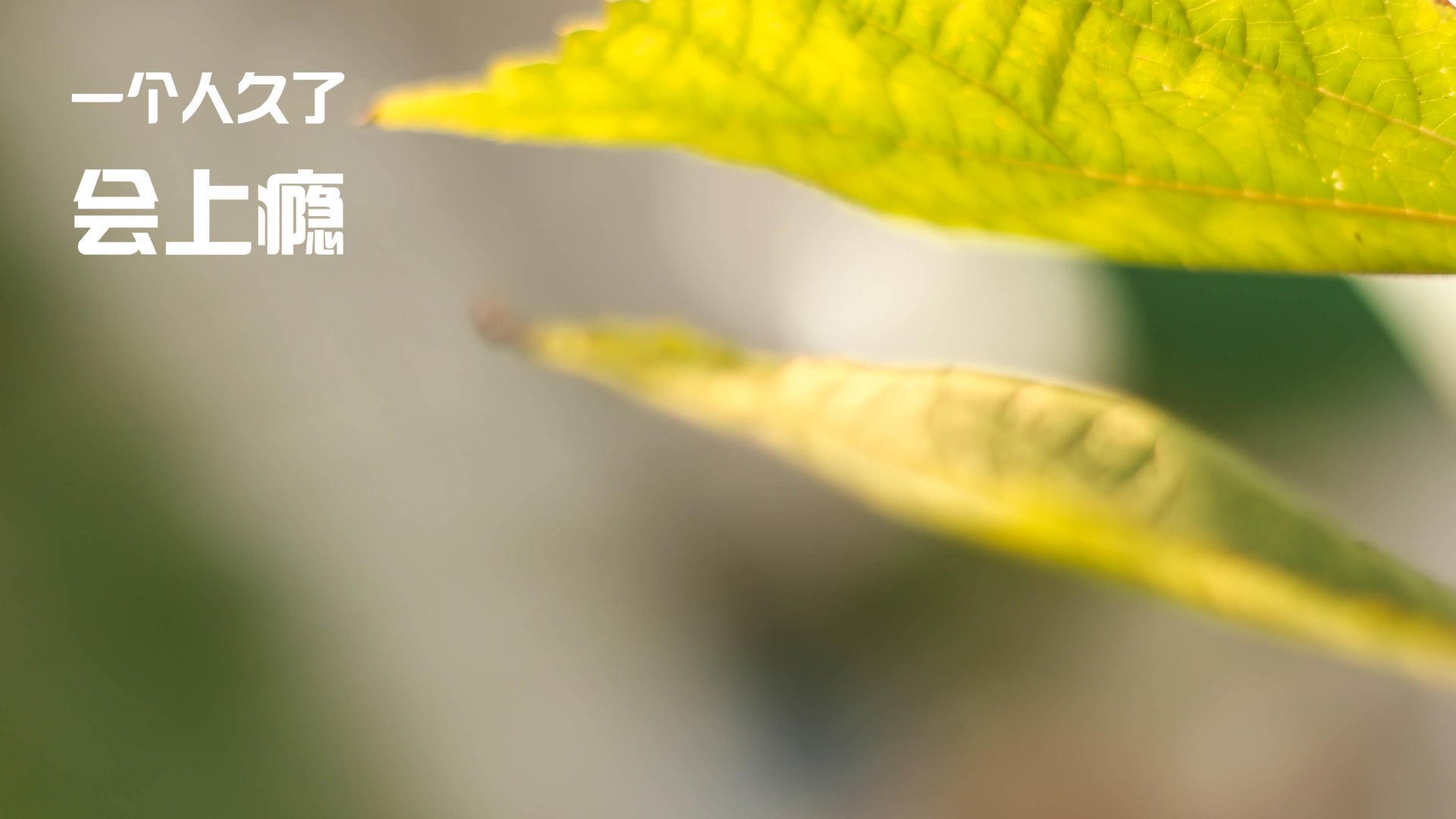 开云体育官网-悬念变咏叹调，东契奇关键一击熄灭雷霆怒火