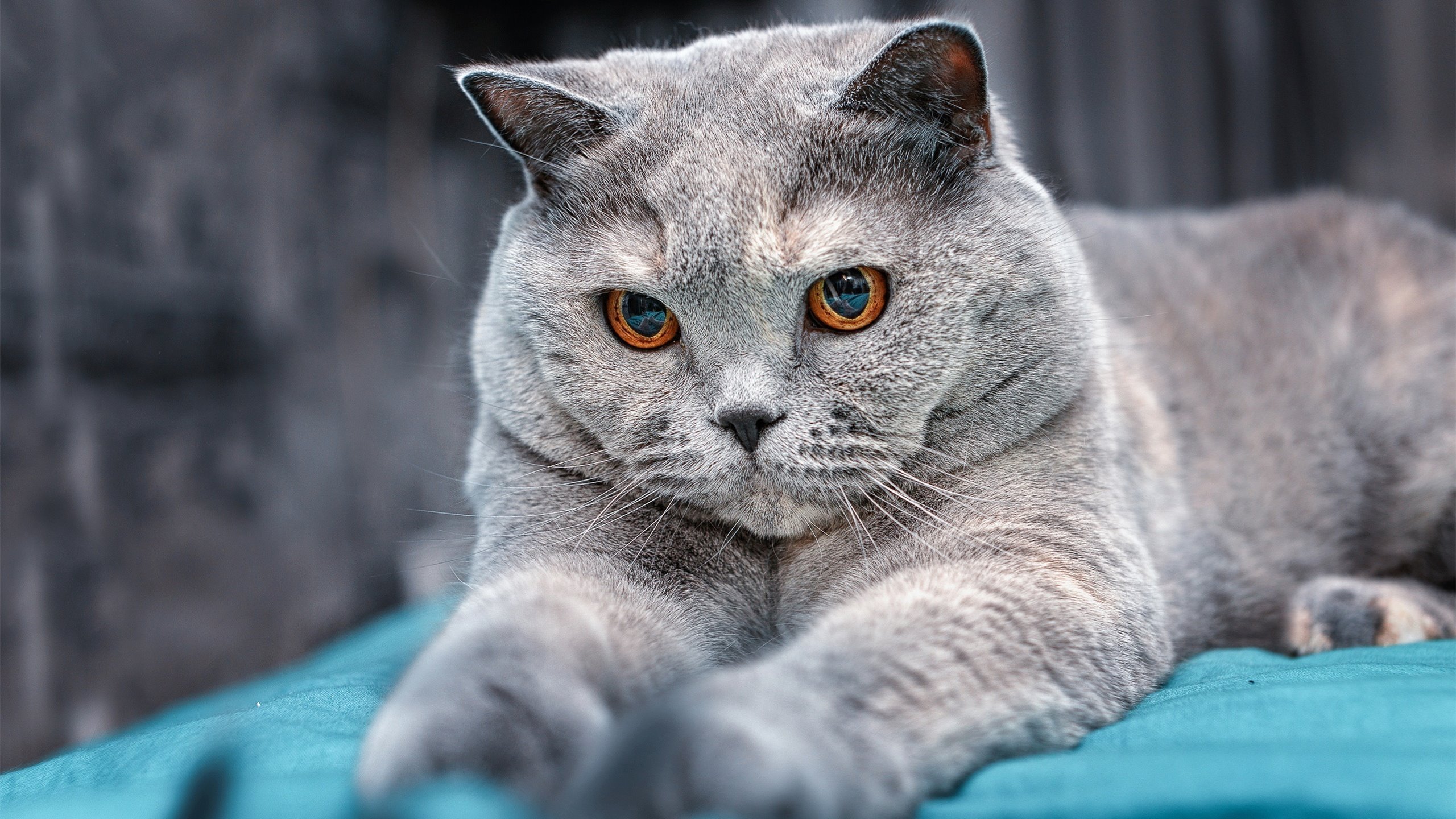 开云体育app-阿森纳胜出！英超争冠焦点战成尼日利亚双星巅峰对决