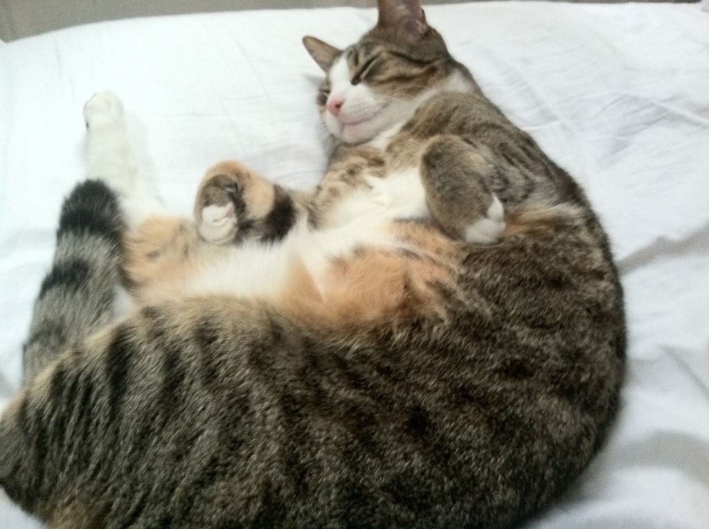 阿森纳胜出!英超争冠焦点战成尼日利亚双星巅峰对决