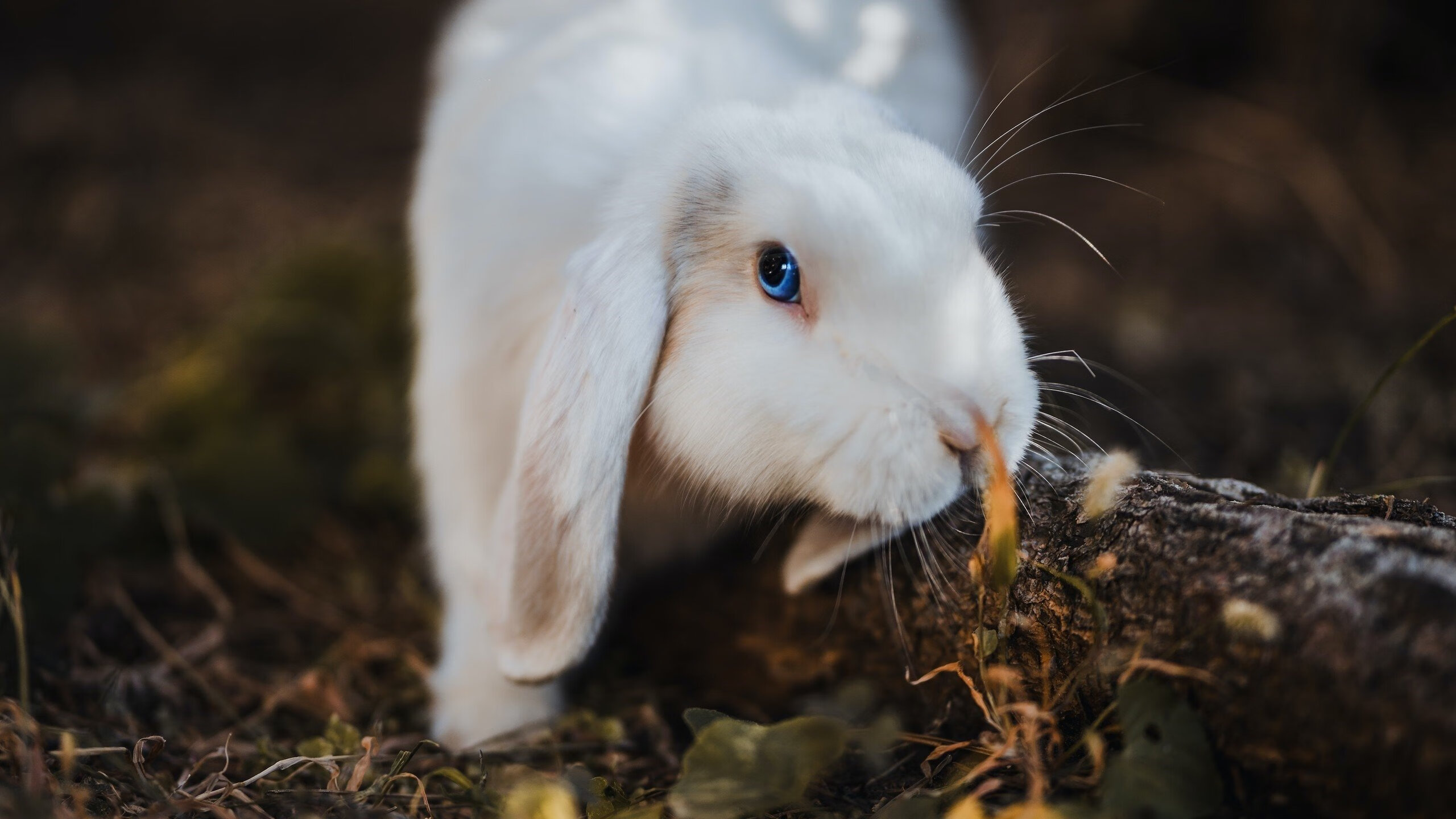 打破次元壁，当F1揭幕战夜赛遇见文班亚马的制胜封盖