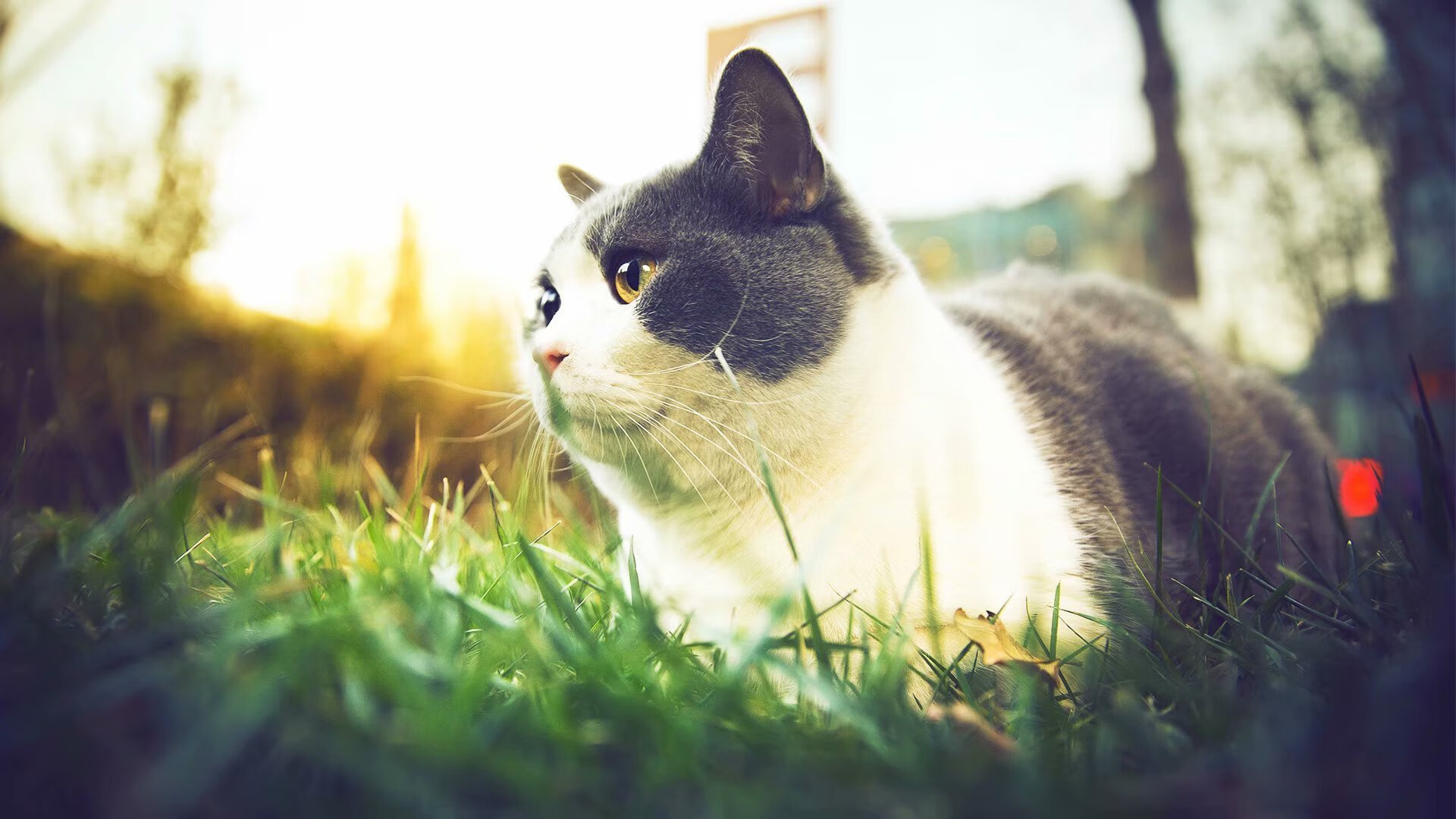 红魔的精密机器，穆勒的一键启动，击碎爱尔兰的战术铁壁