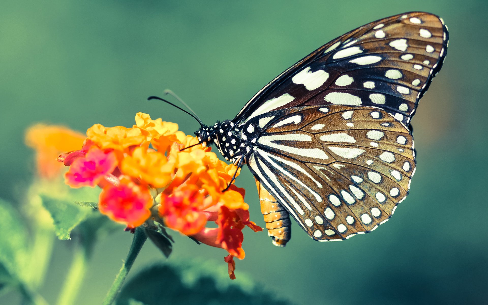 跨越大陆的对决,富安健洋如何在土耳其与新西兰的鏖战中成为关键先生