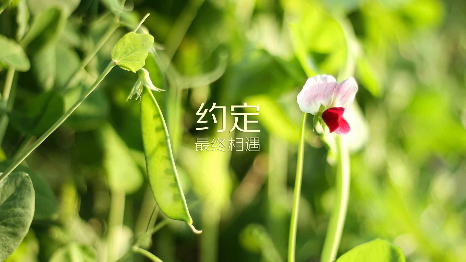 开云平台-那一刻，佩德里点亮了2026世界杯C组的罗马尼亚奇迹
