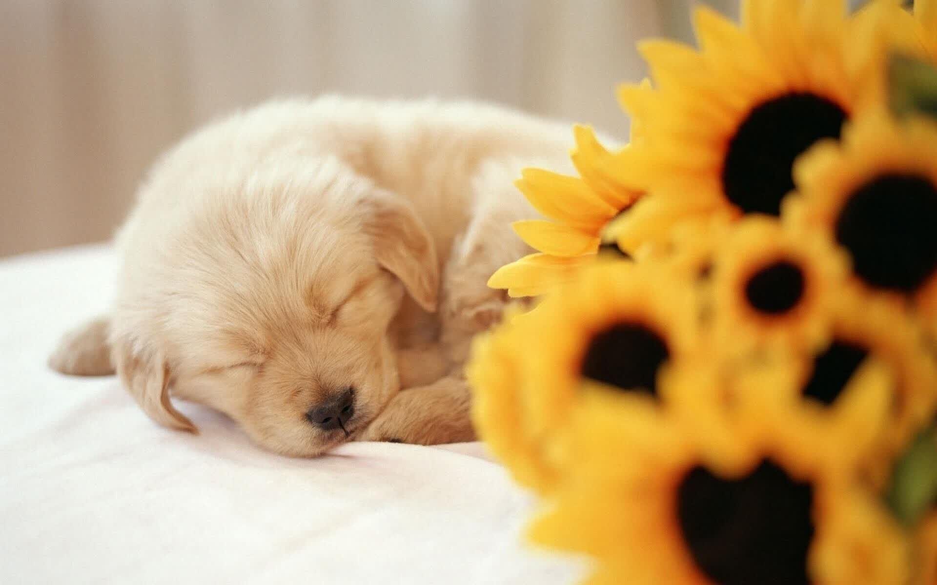 宿敌的黄昏，2026世界杯E组之战，厄瓜多尔压制巴西，福登与替补奇兵改写南美足球版图